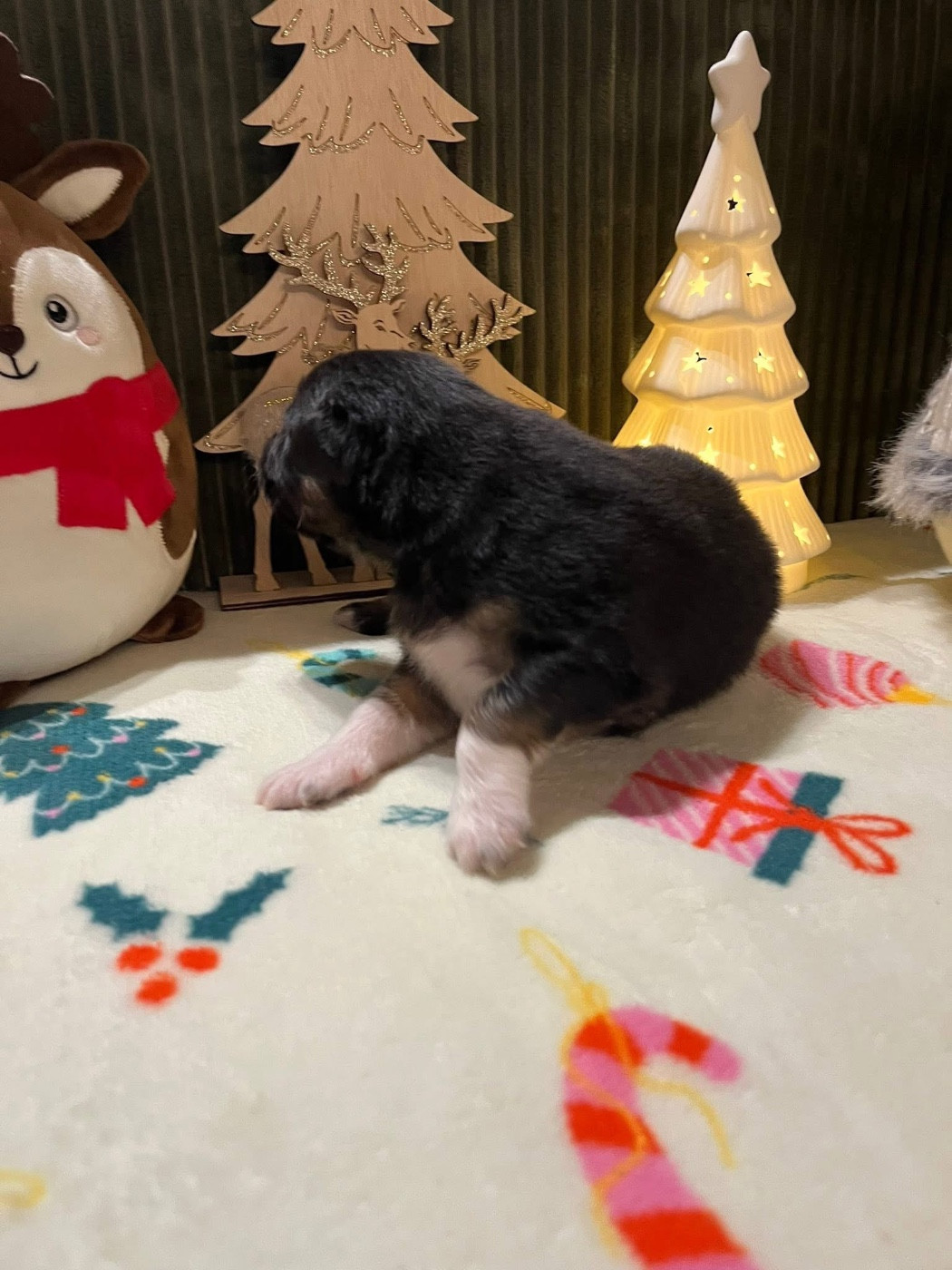 Anakin (le nom est modifiable)