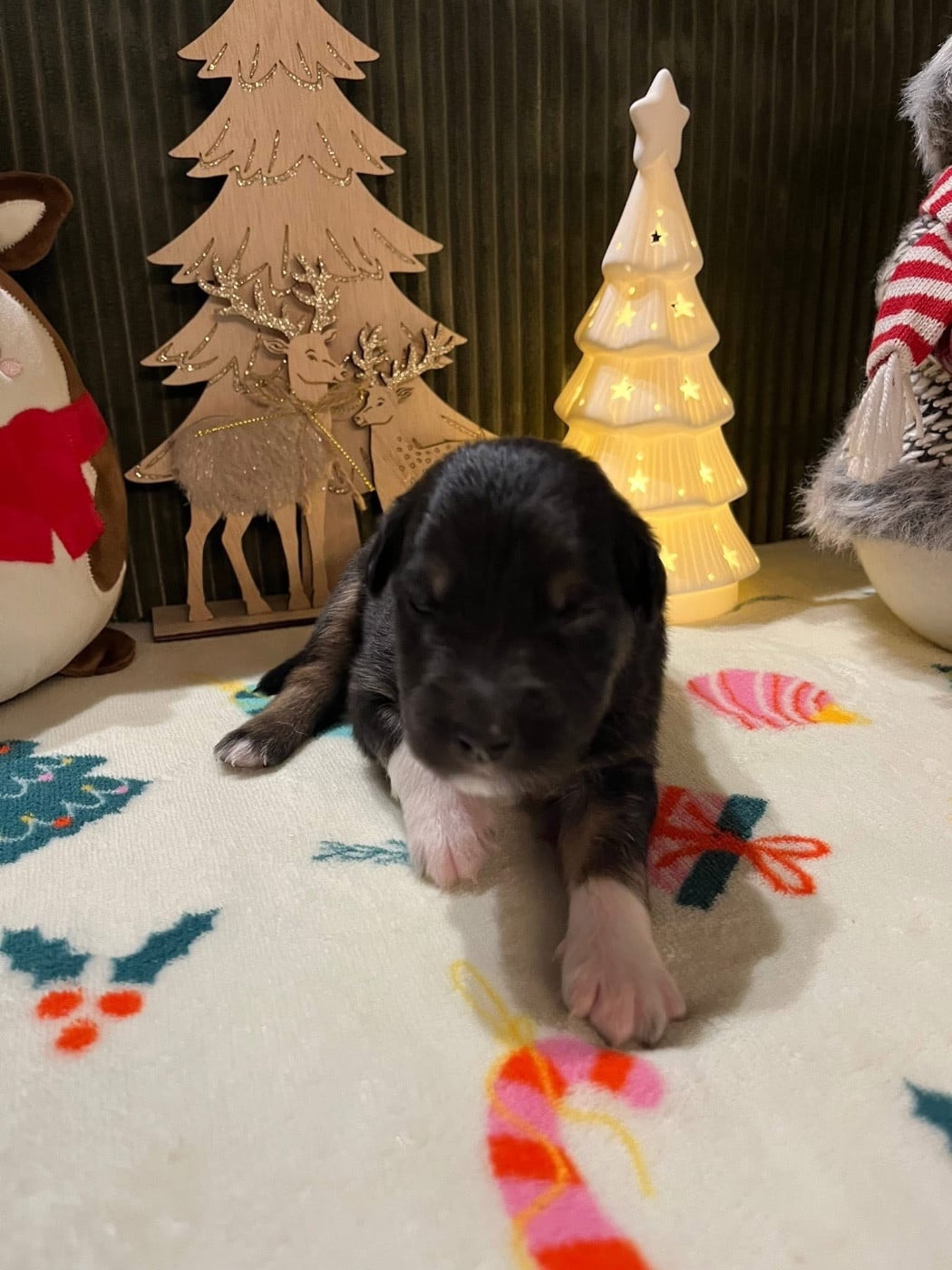 Anakin (le nom est modifiable)