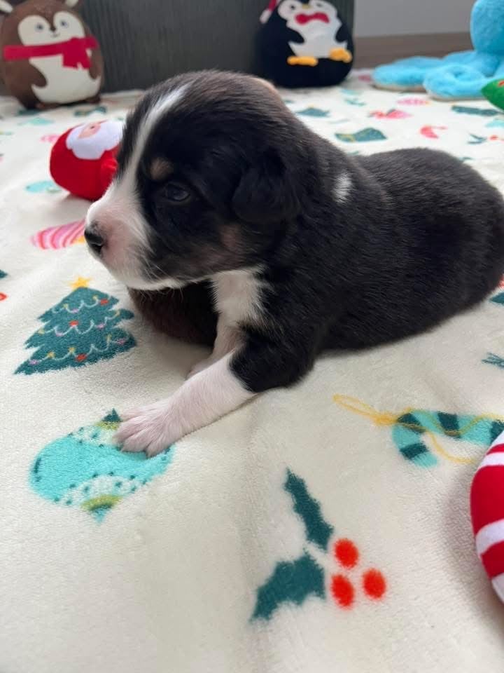 Arsène (le nom est modifiable)