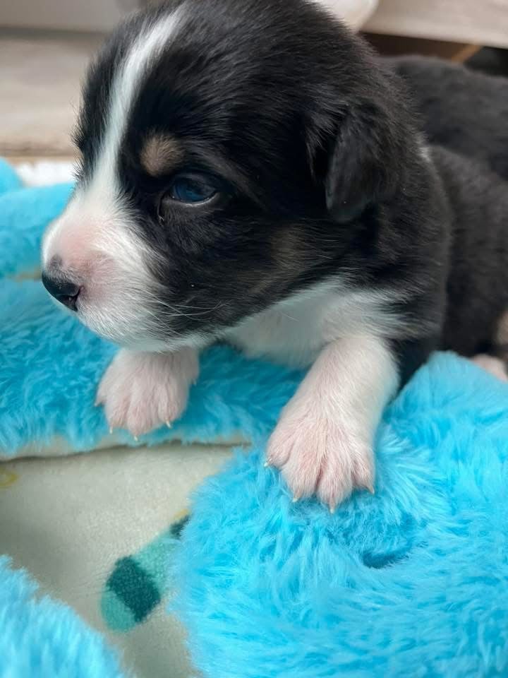 Arsène (le nom est modifiable)