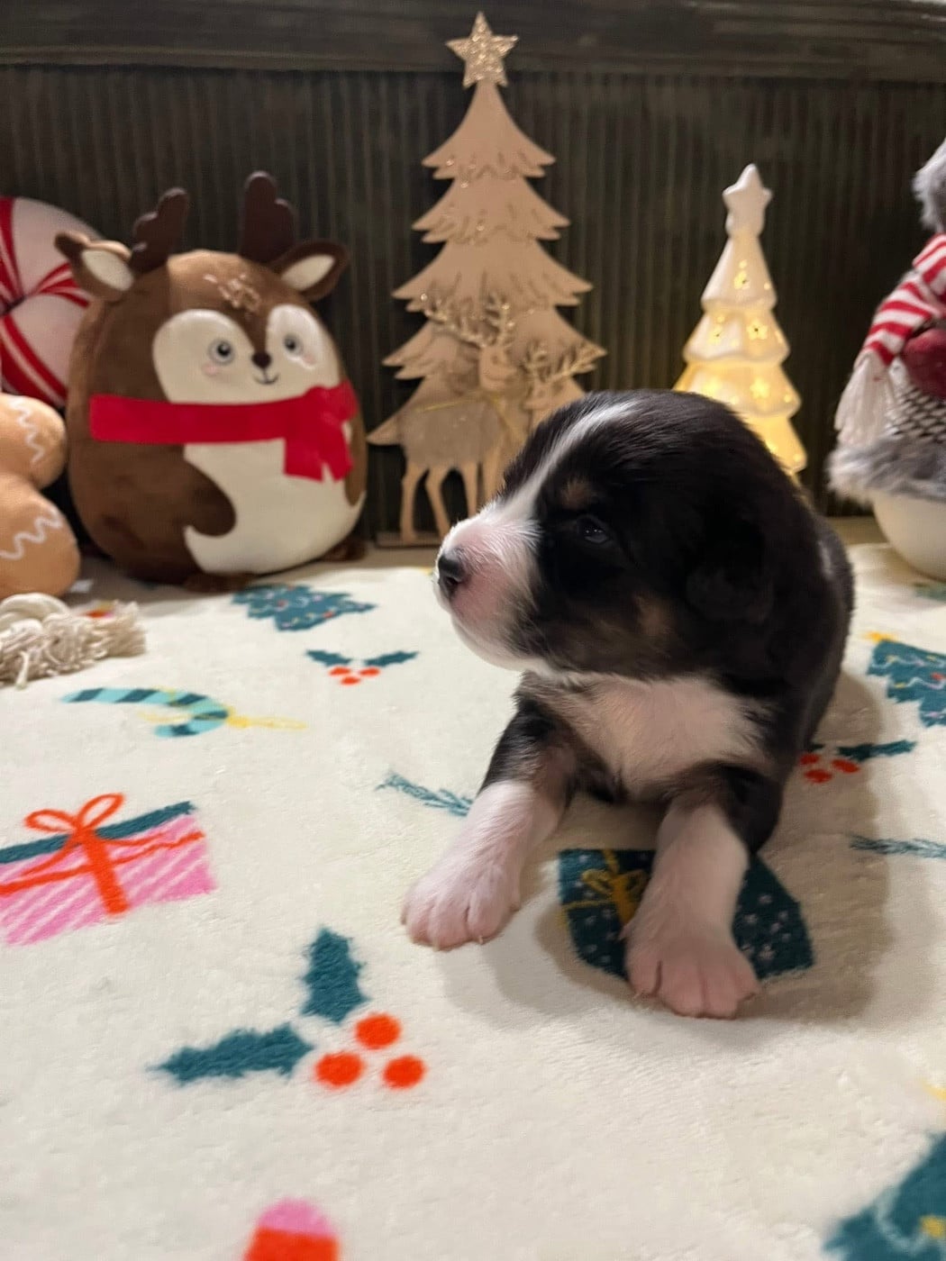 Arsène (le nom est modifiable)