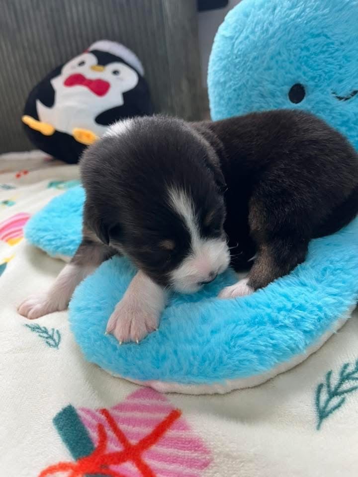 Arsène (le nom est modifiable)