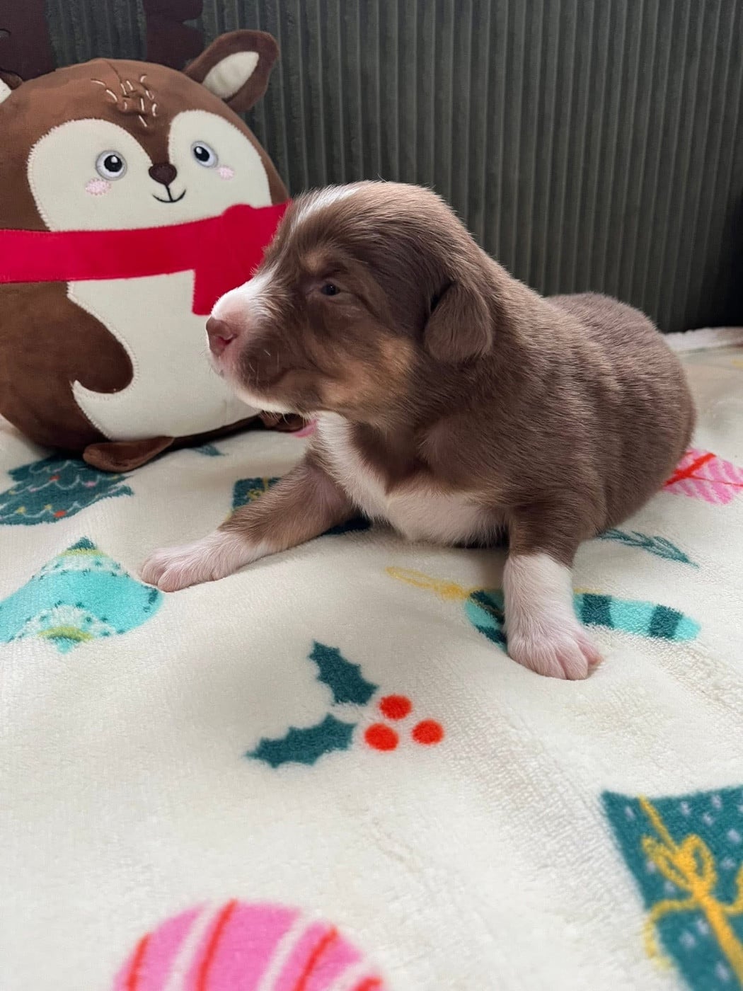 Aloé (le nom est modifiable)