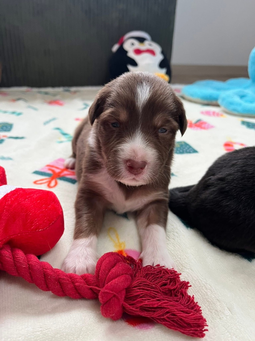 Aloé (le nom est modifiable)