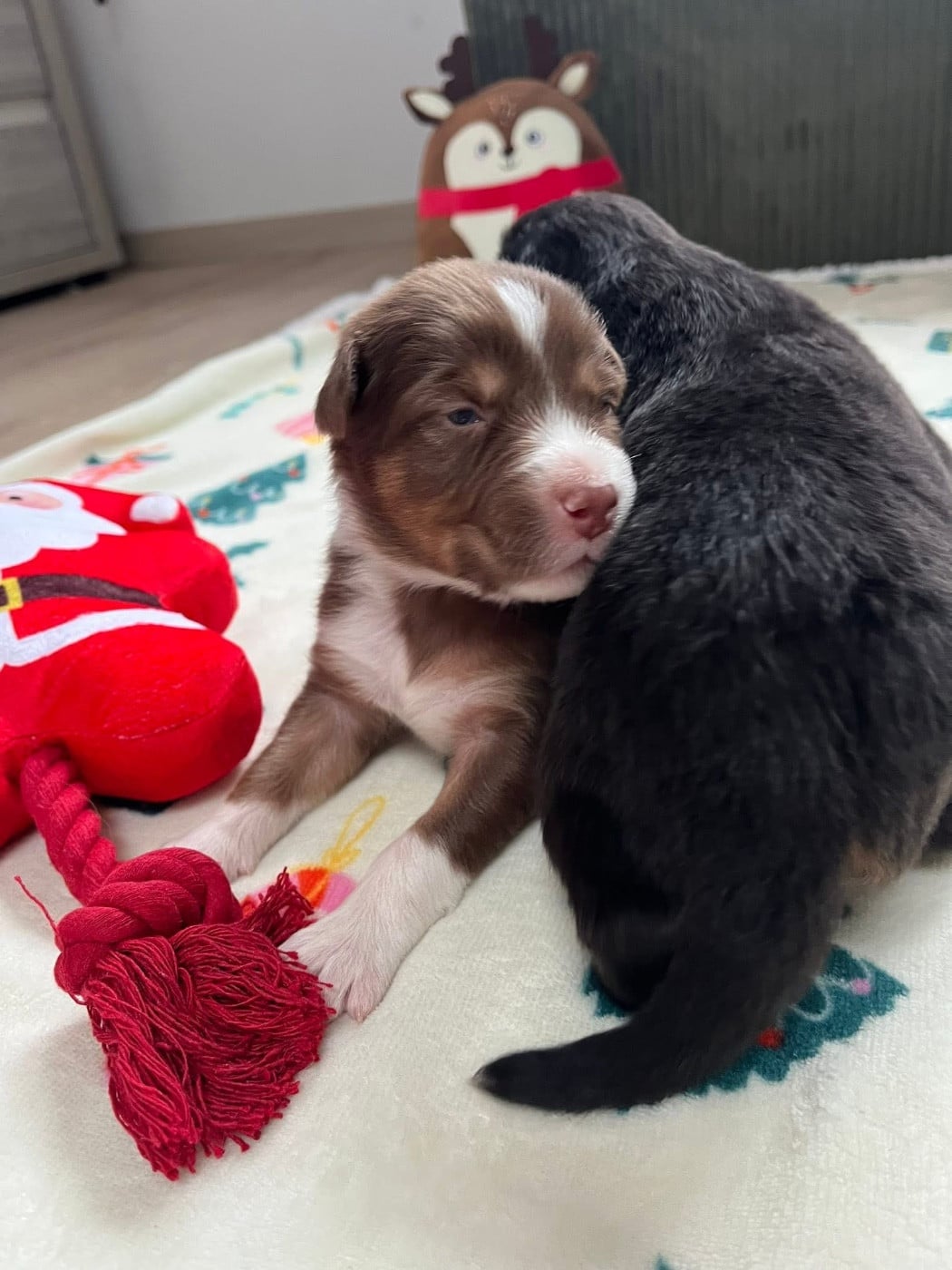 Aloé (le nom est modifiable)