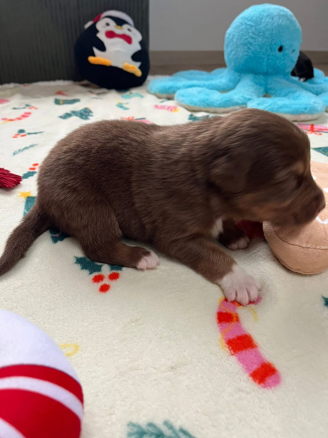 Aztek (le nom est modifiable)