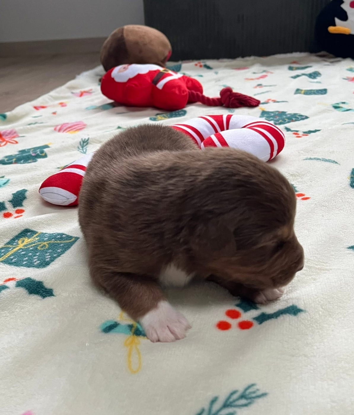 Aztek (le nom est modifiable)