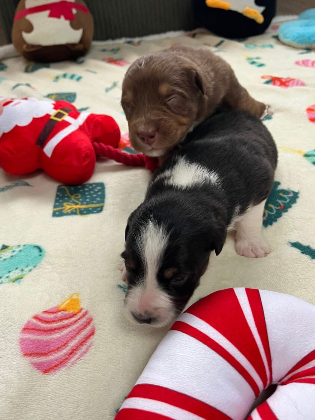 Aztek (le nom est modifiable)