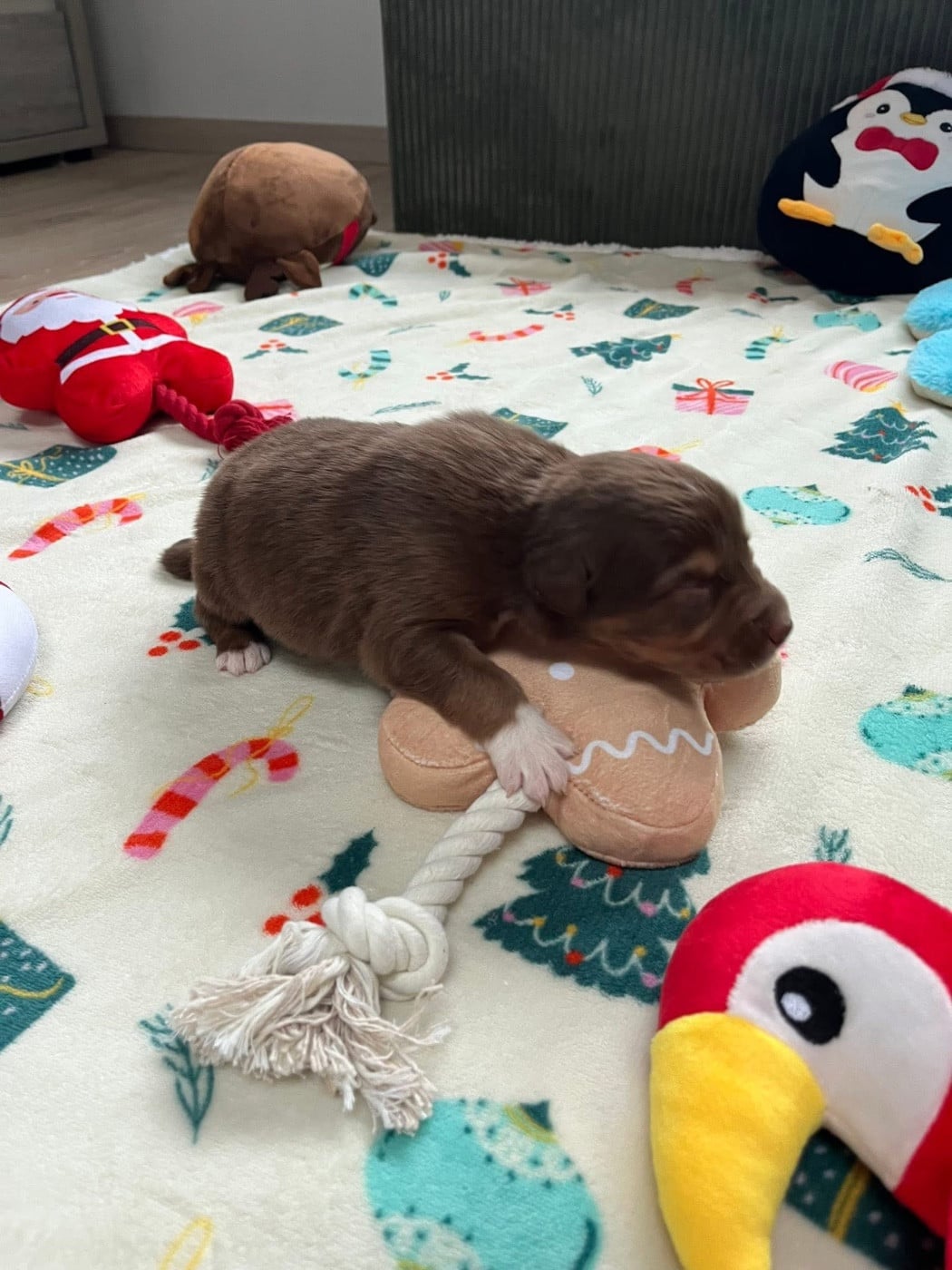 Aztek (le nom est modifiable)