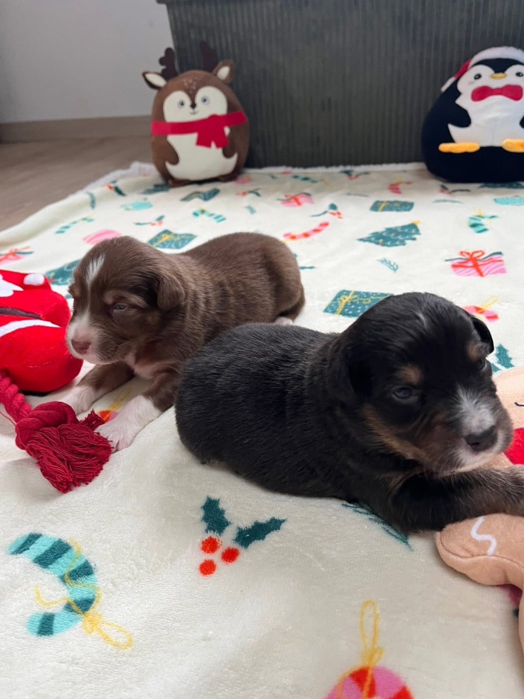 Abyss (le nom est modifiable)