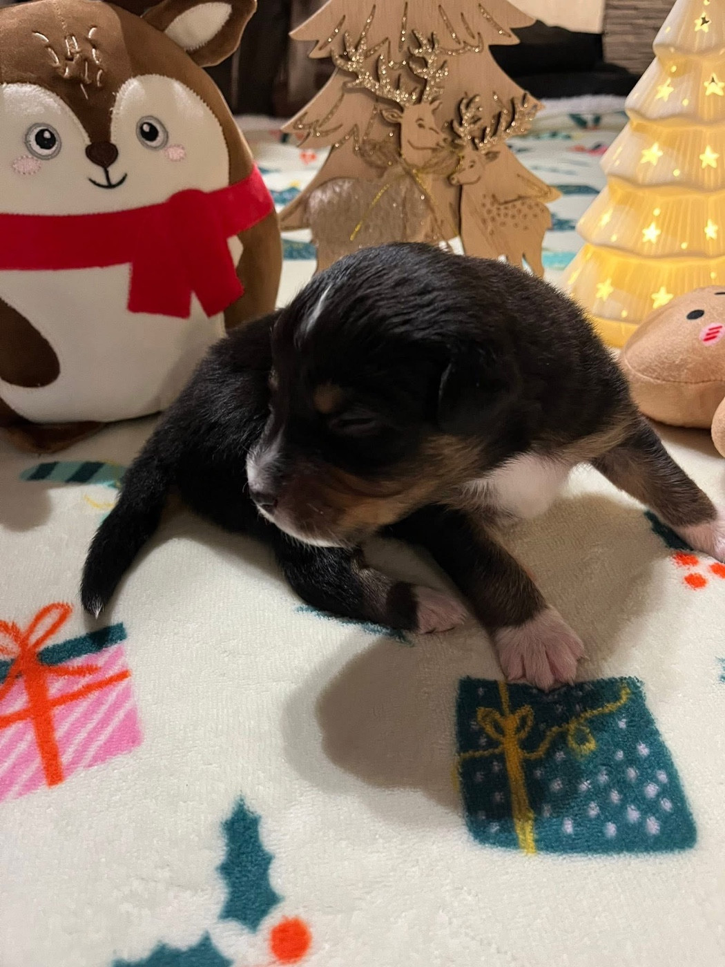 Aura (le nom est modifiable)