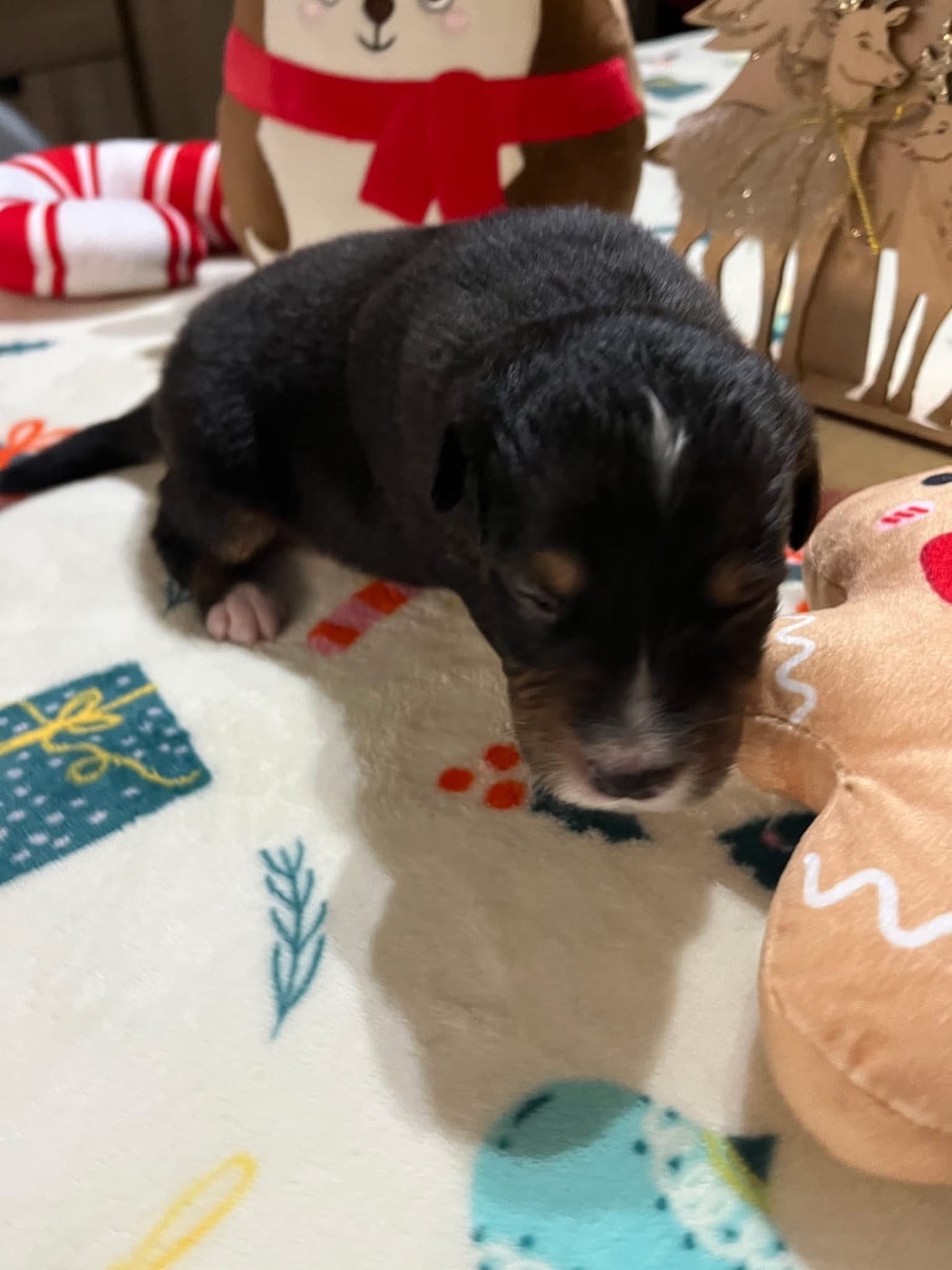 Aura (le nom est modifiable)