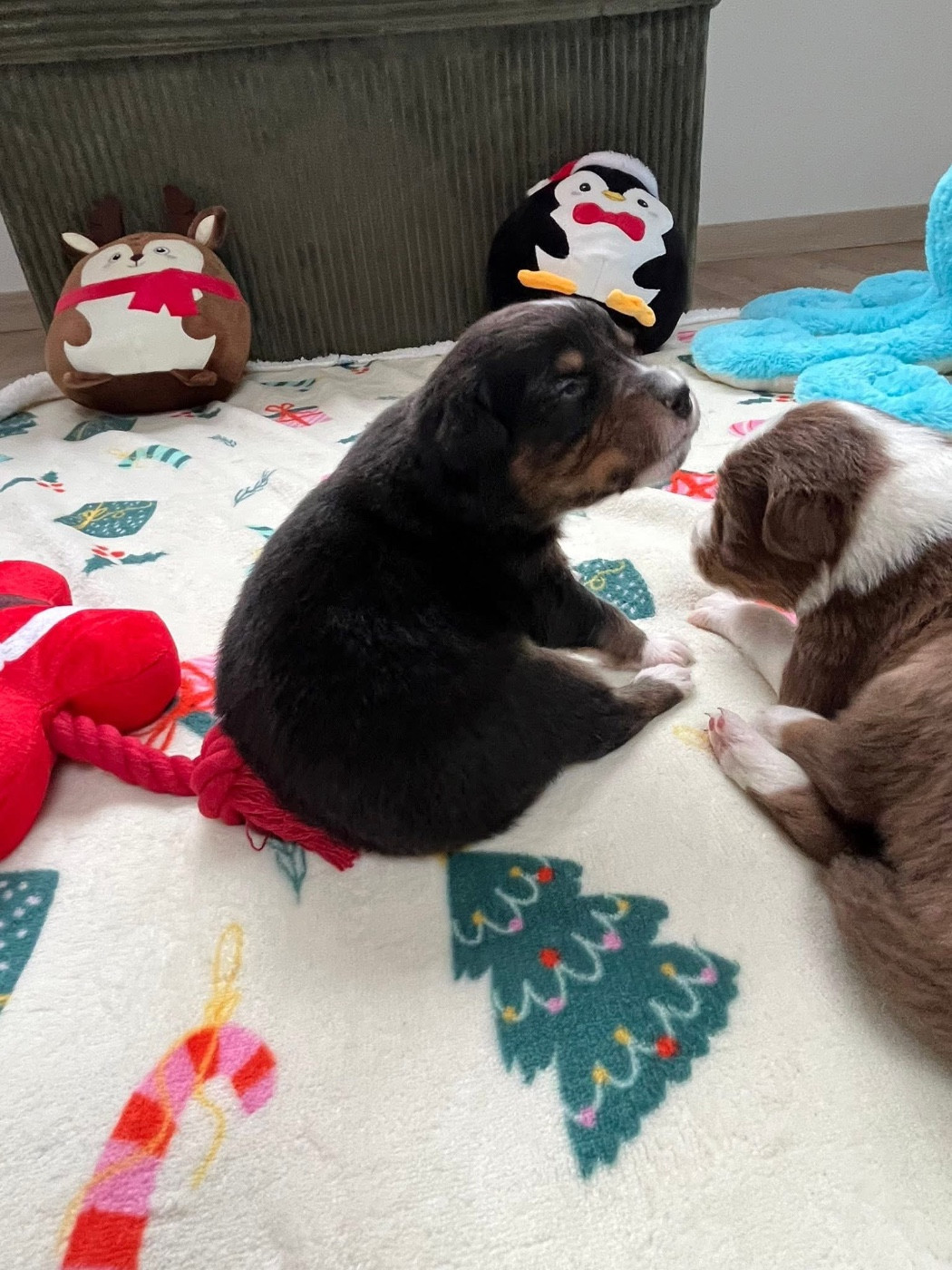 Aura (le nom est modifiable)