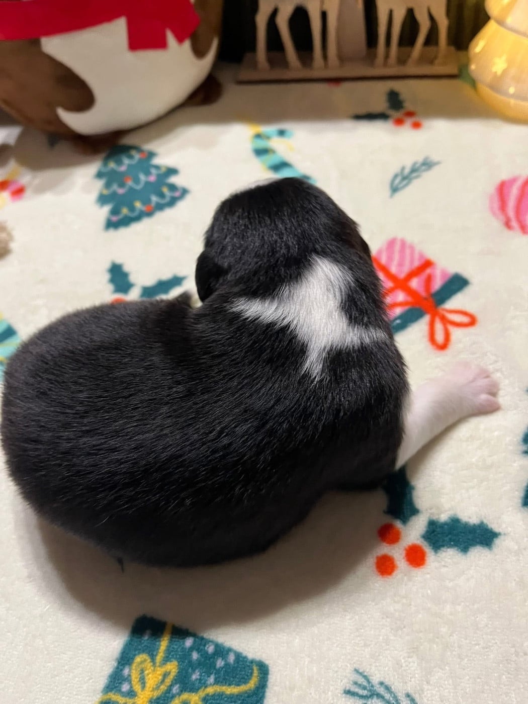 Ava (le nom est modifiable)