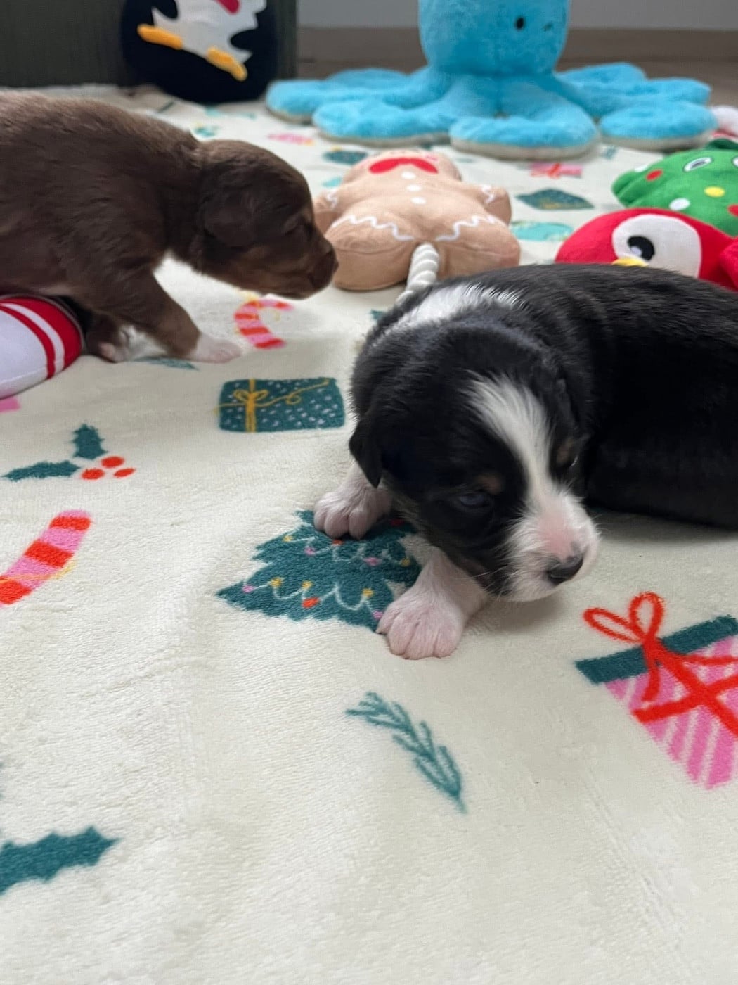 Ava (le nom est modifiable)