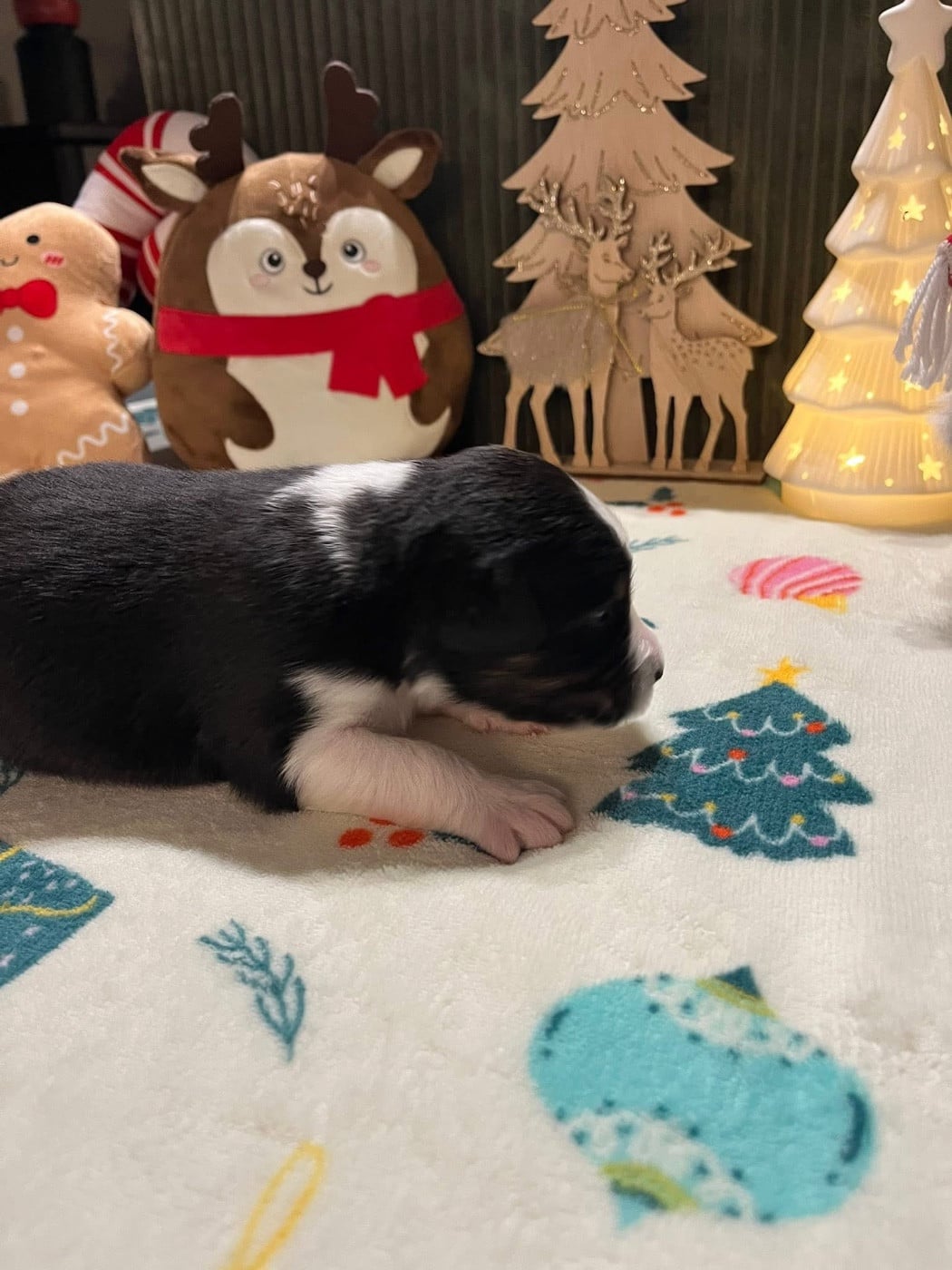 Ava (le nom est modifiable)