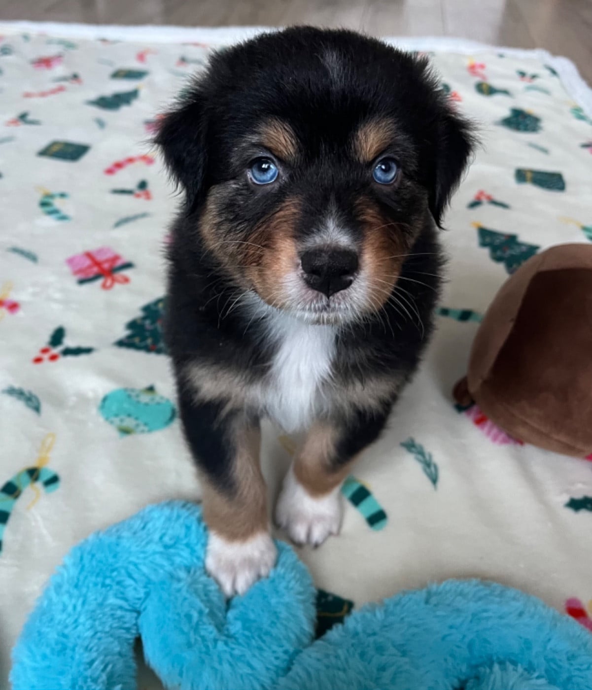 Berger Australien - Du Domaine D'Umy