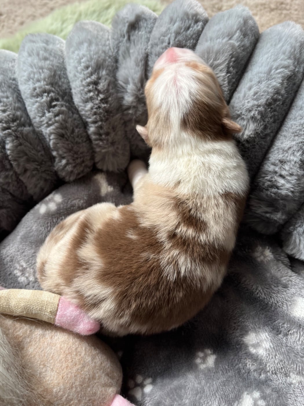 Berger Australien - Du Domaine D'Umy