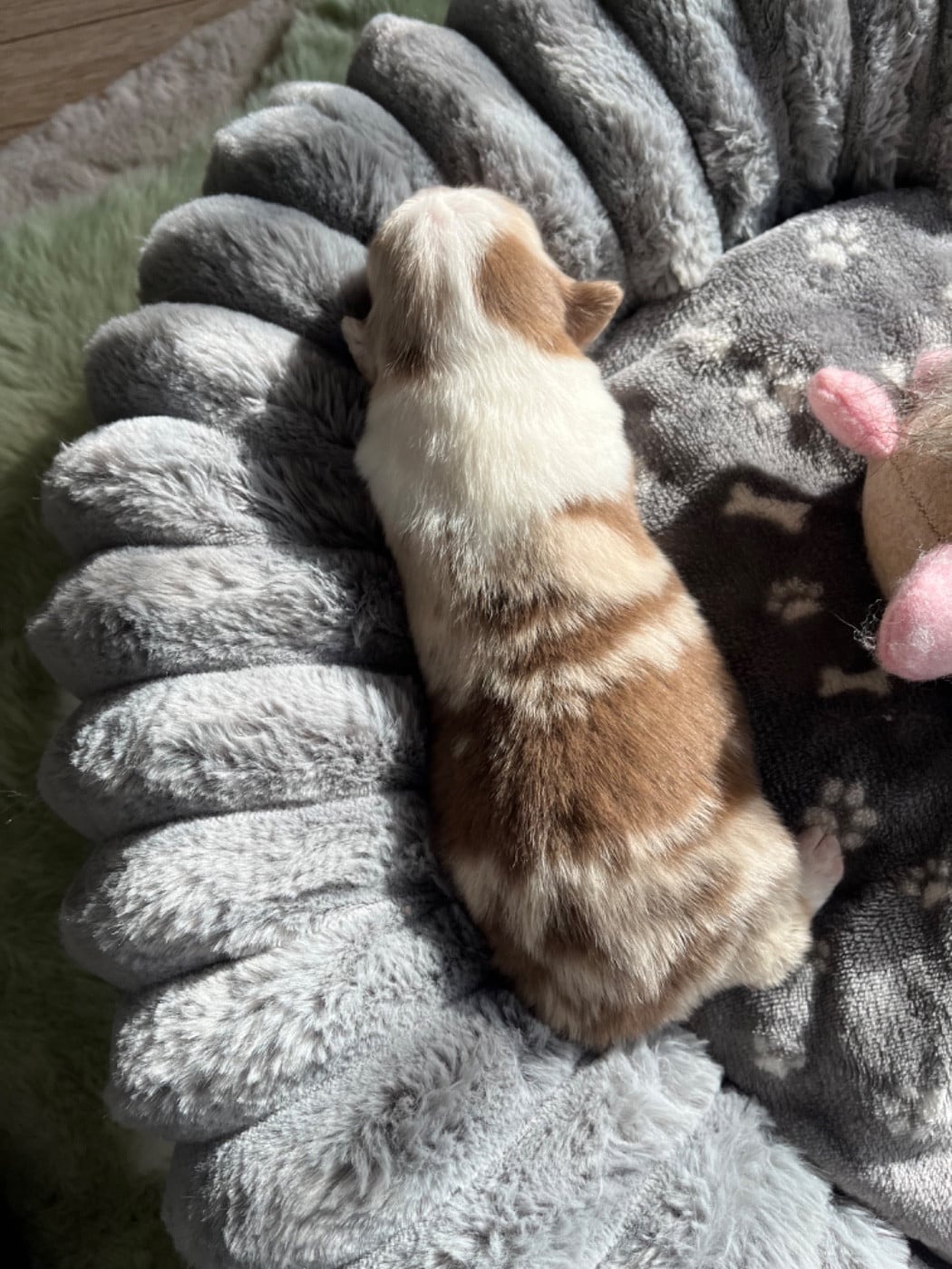 Berger Australien - Du Domaine D'Umy