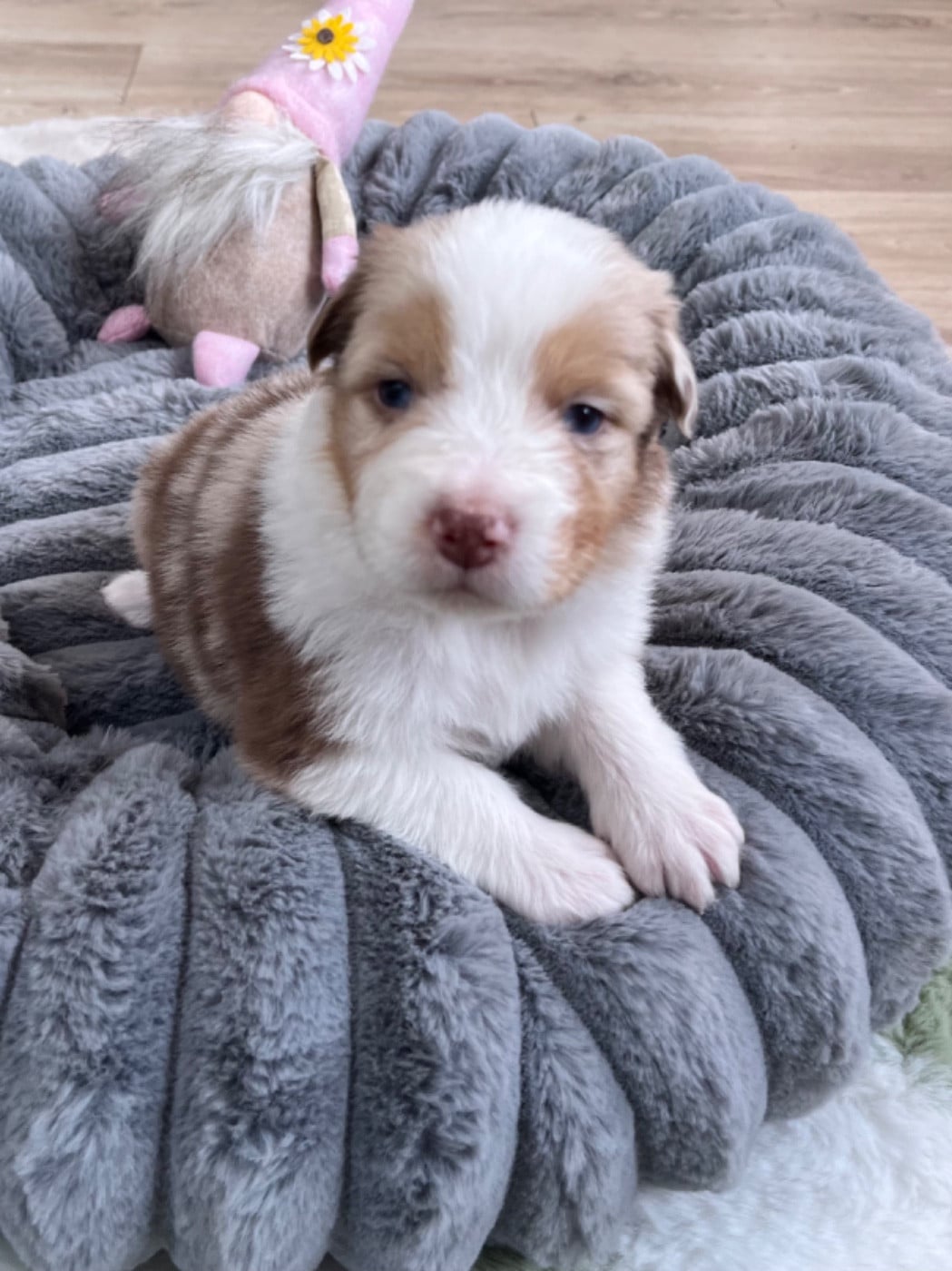 Berger Australien - Du Domaine D'Umy