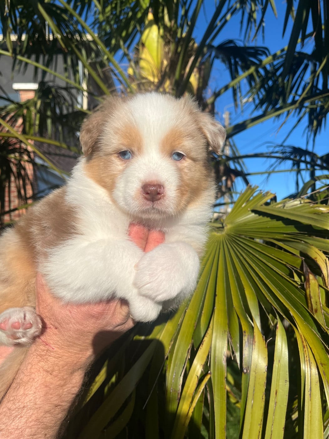 Berger Australien - Du Domaine D'Umy