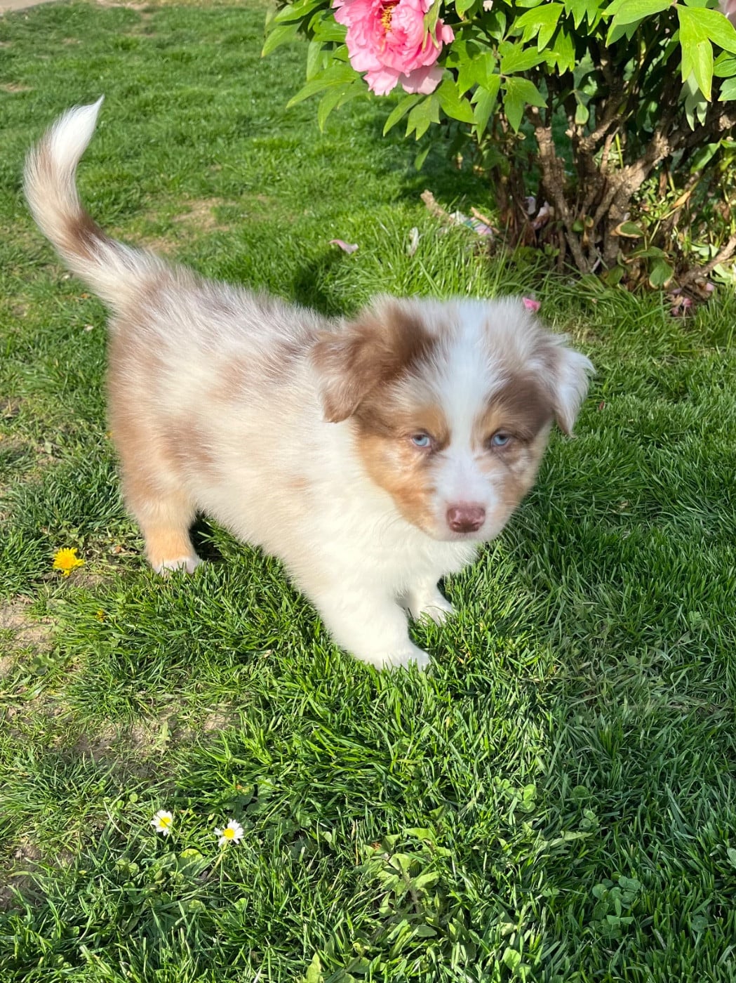 Barbidou - Berger Australien