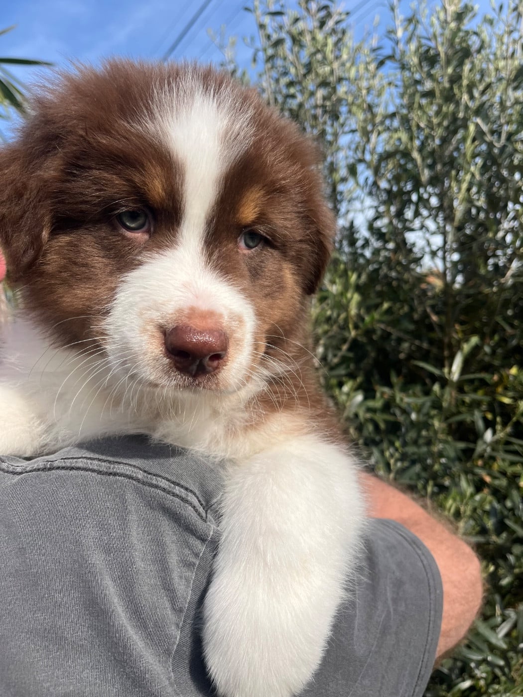 Berger Australien - Du Domaine D'Umy