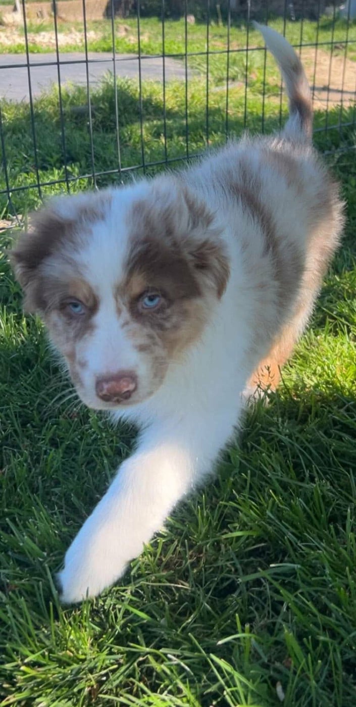 Berger Australien - Du Domaine D'Umy