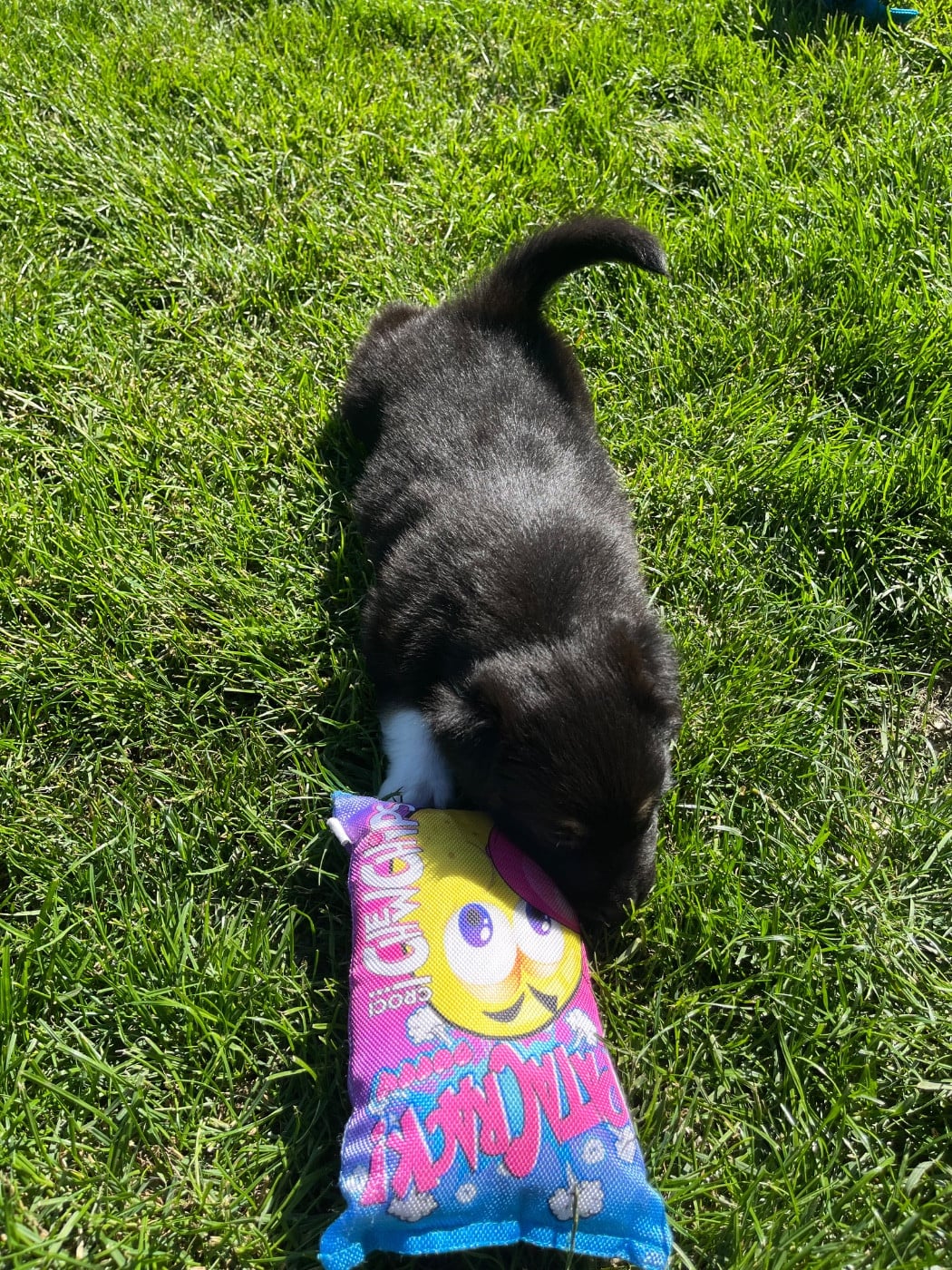 Bagheera