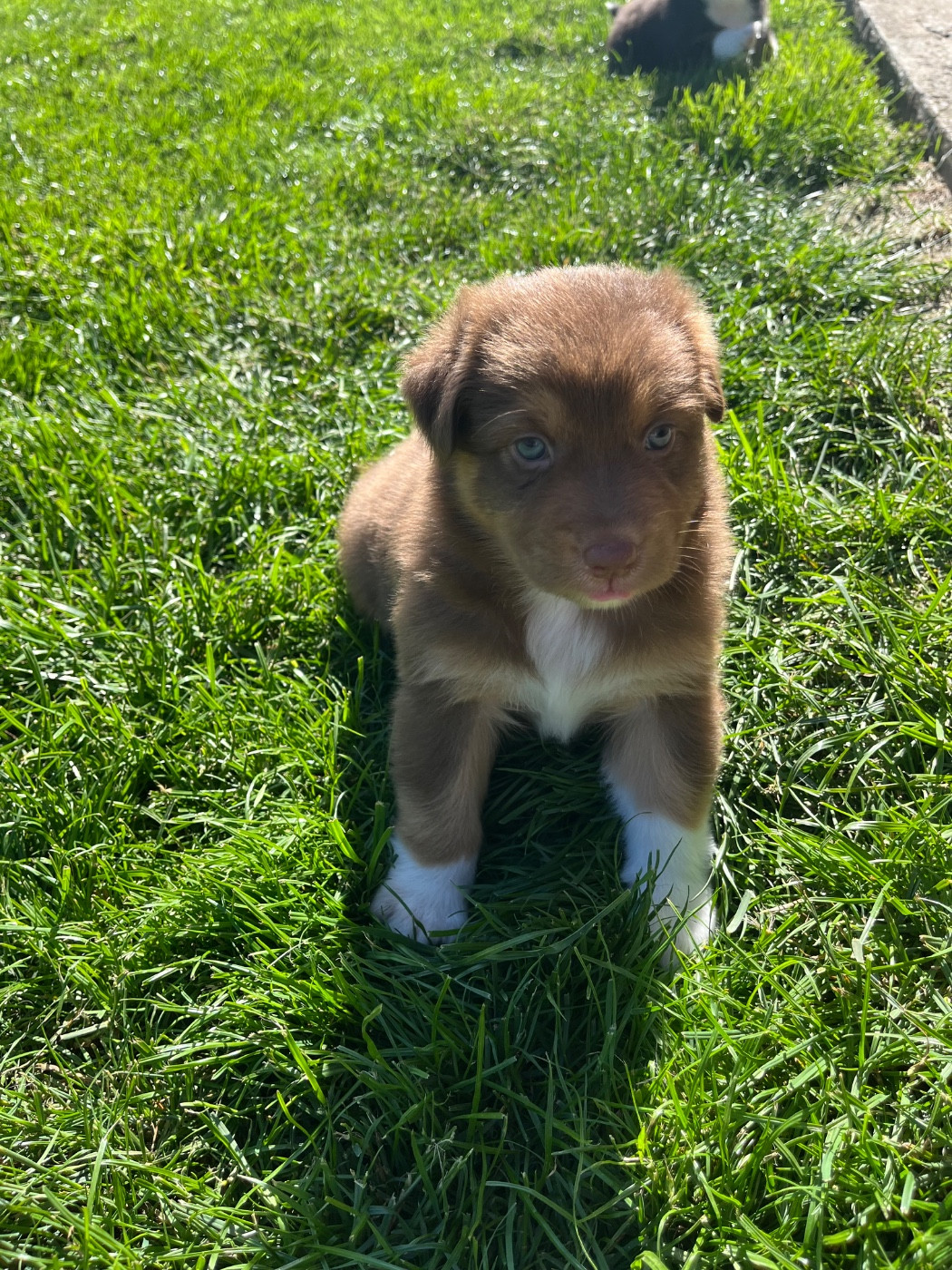 Bambina