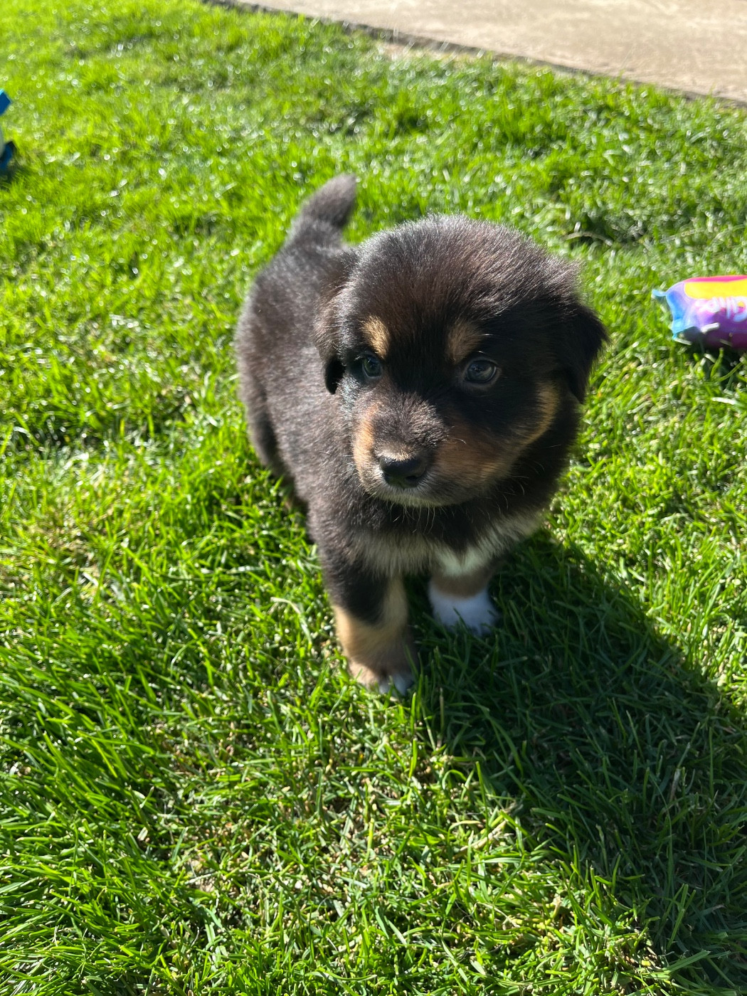 Berlioz