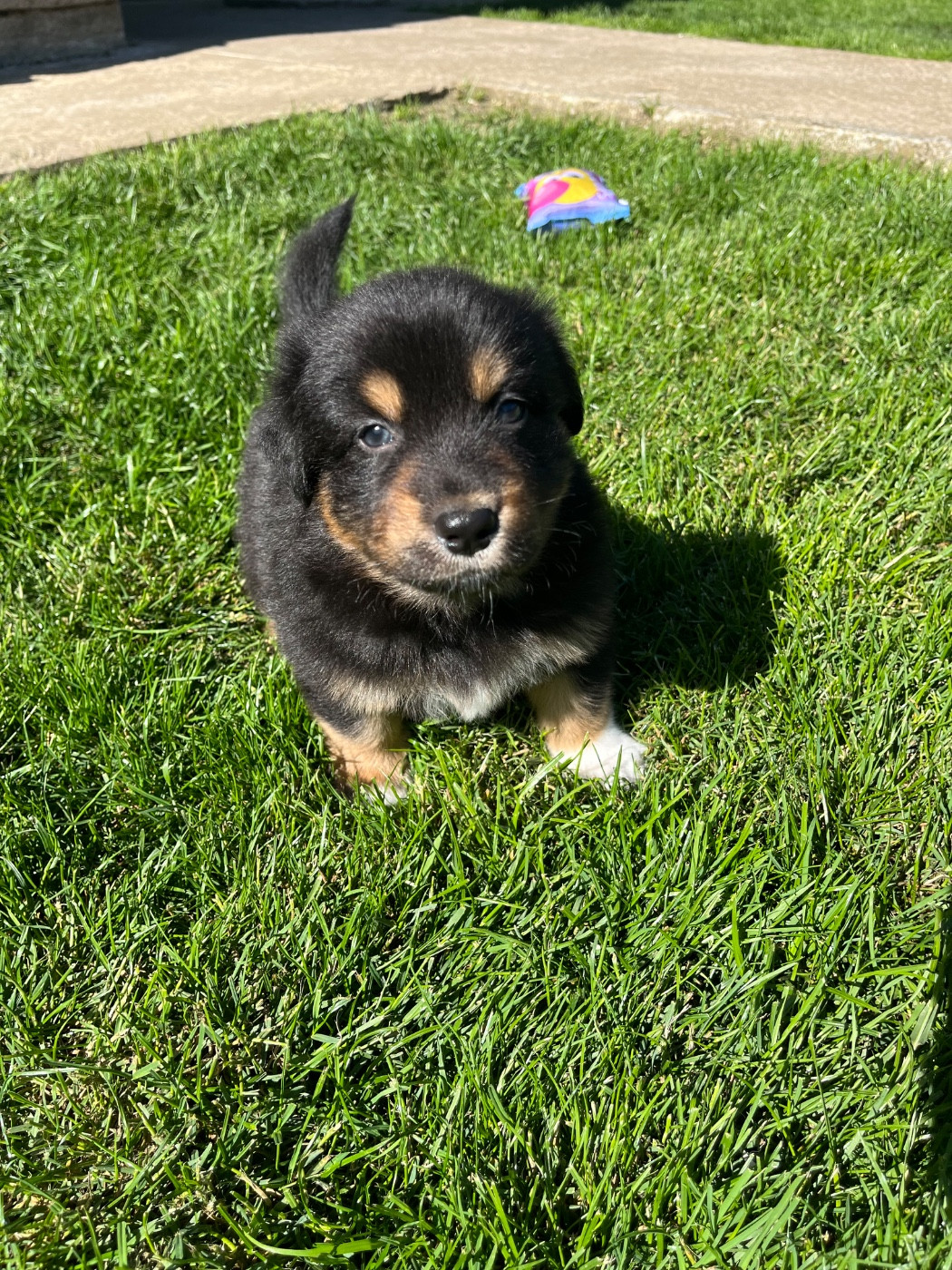 Berlioz