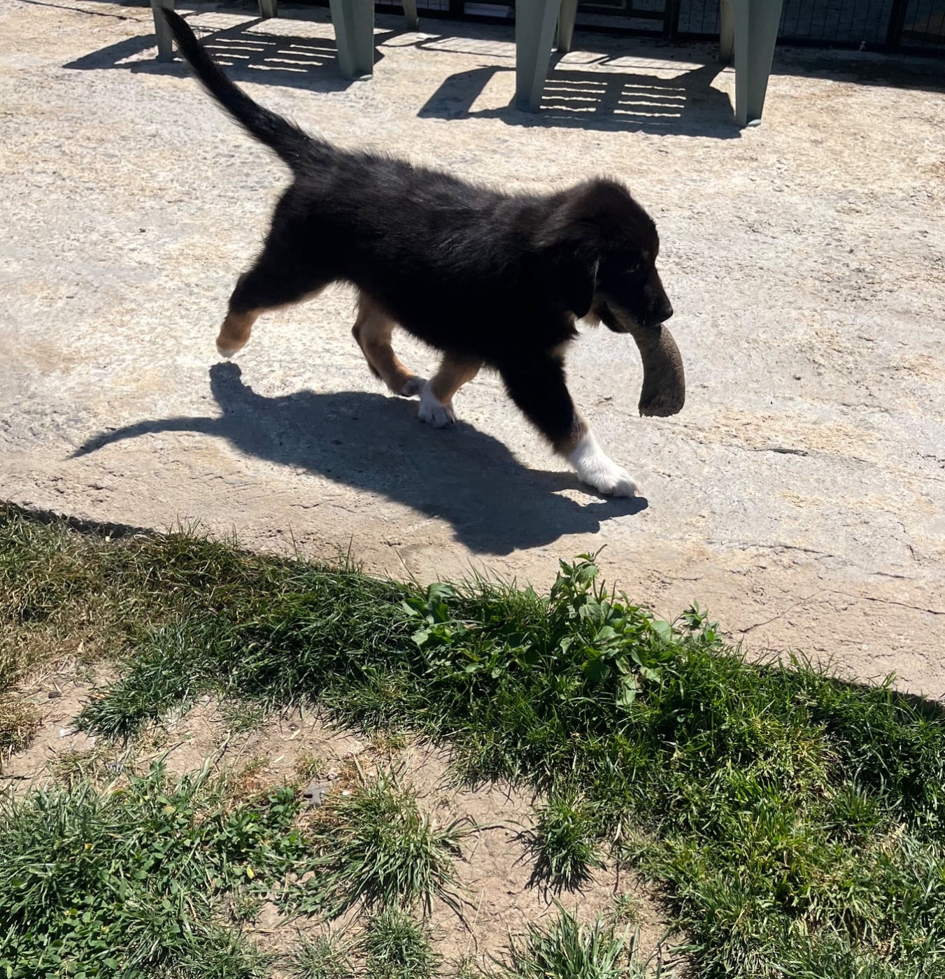 Bagheera