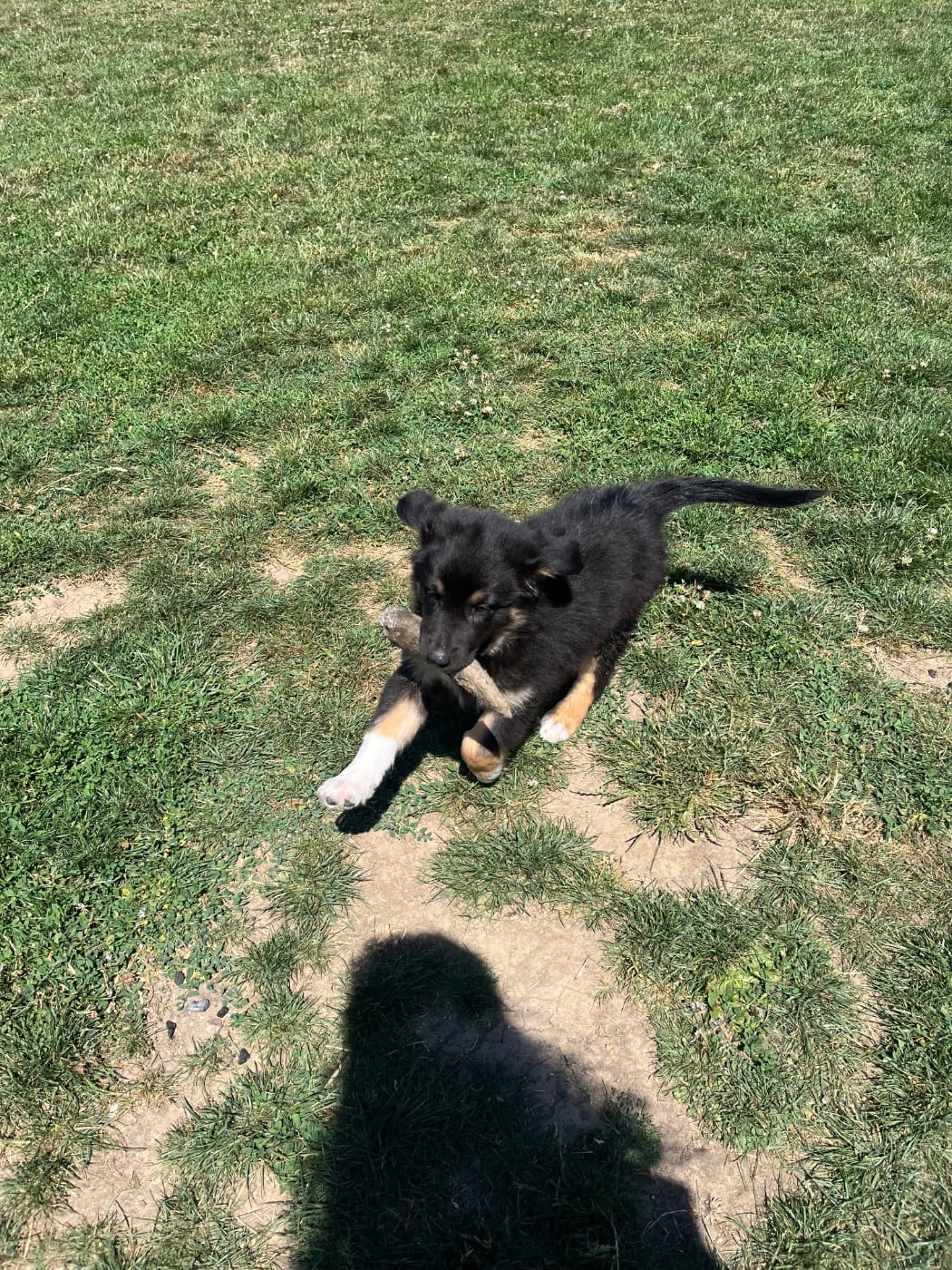 Bagheera