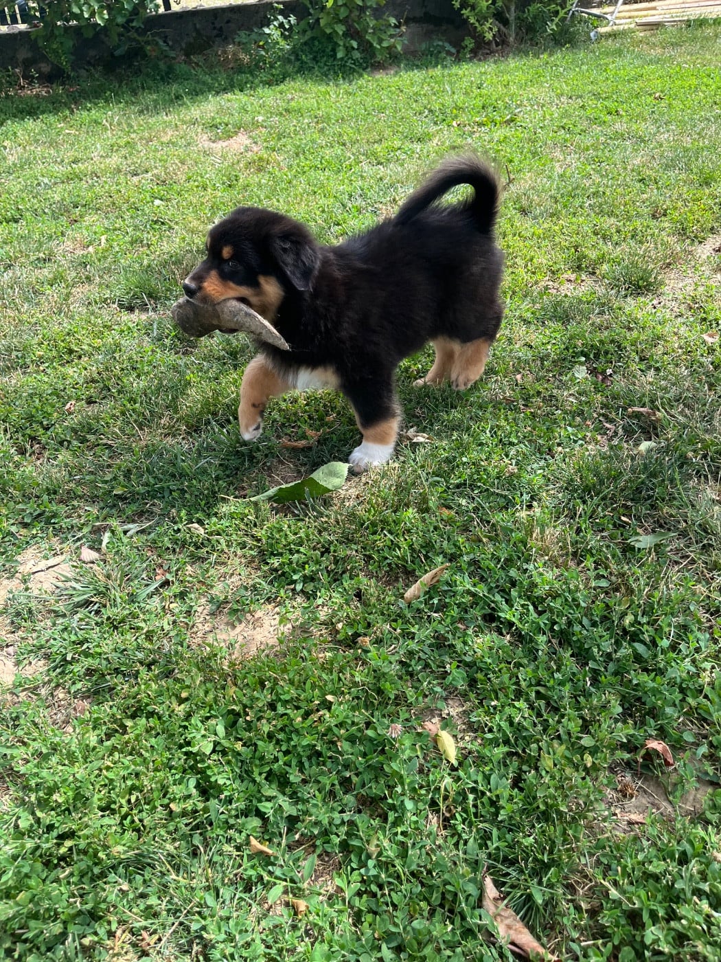 Berlioz