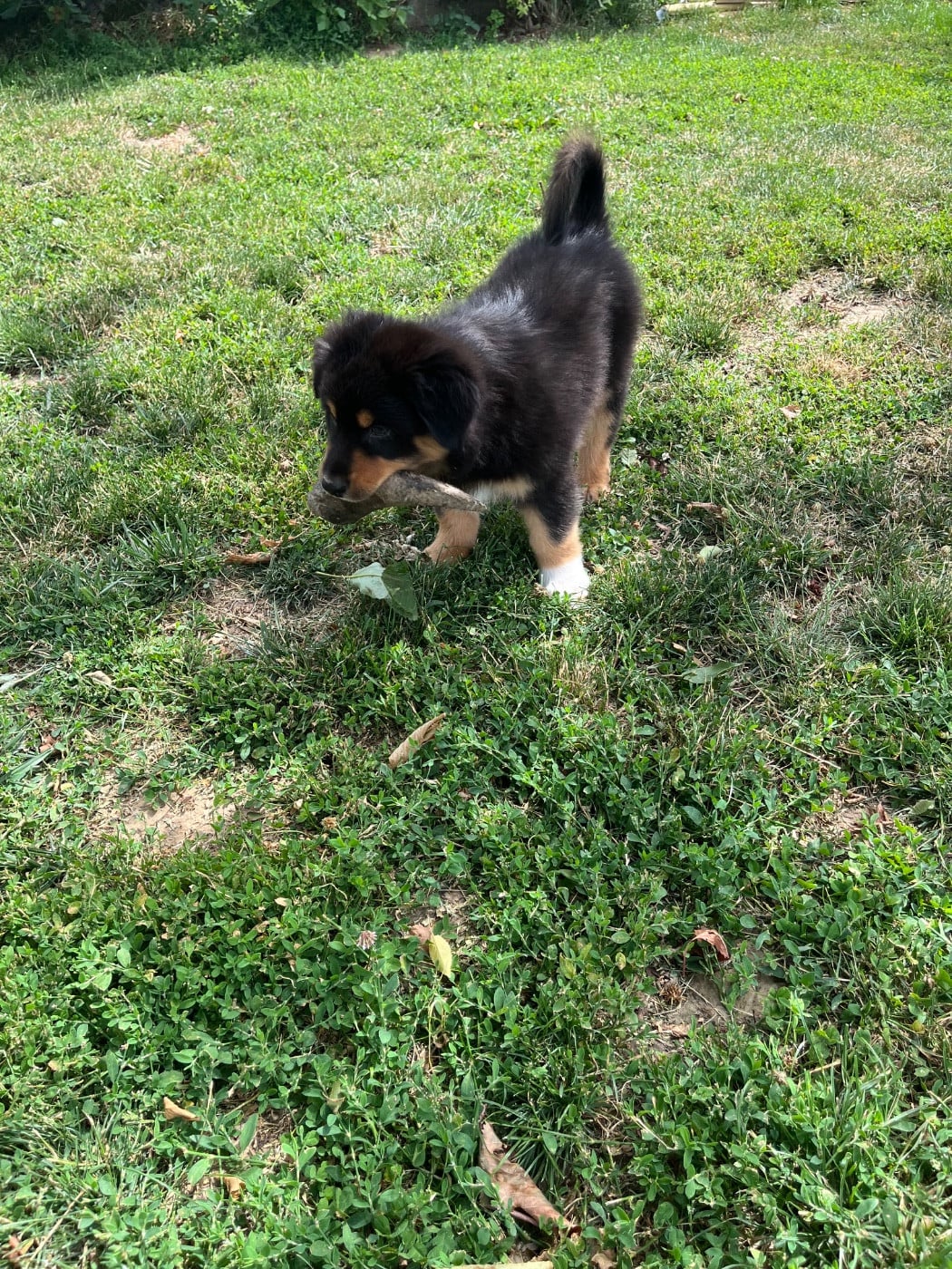 Berlioz