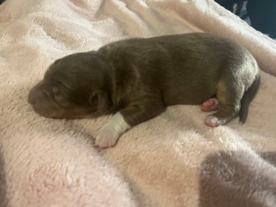 Les chiots de Berger Australien