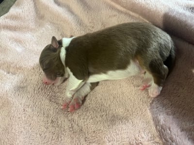 Les chiots de Berger Australien