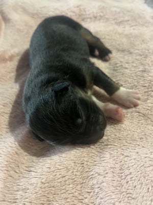 Les chiots de Berger Australien