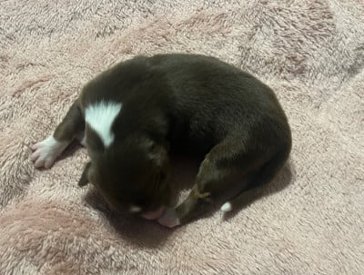 Les chiots de Berger Australien