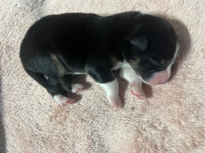 Les chiots de Berger Australien