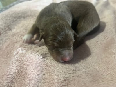 Les chiots de Berger Australien