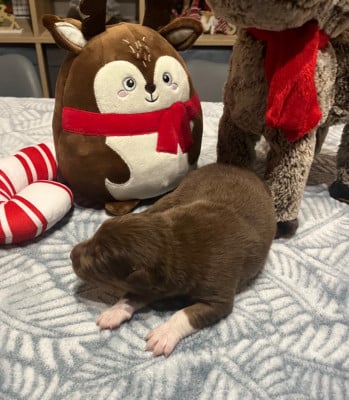 Les chiots de Berger Australien