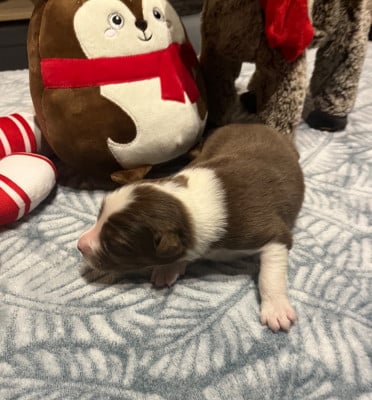 Les chiots de Berger Australien