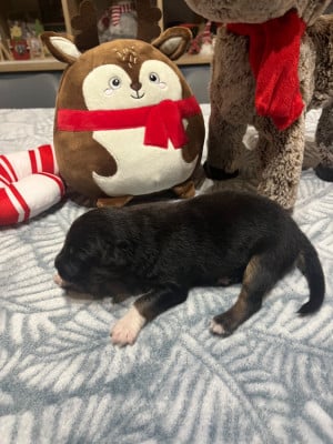 Les chiots de Berger Australien