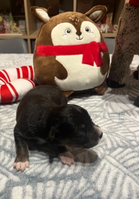 Les chiots de Berger Australien