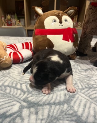 Les chiots de Berger Australien