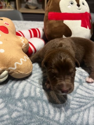 Les chiots de Berger Australien