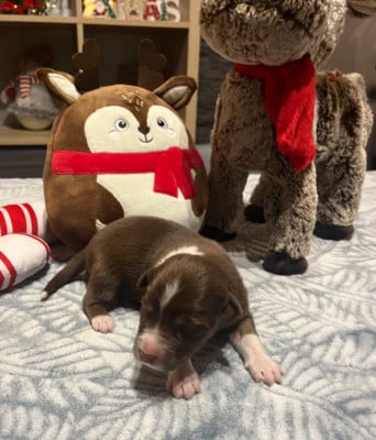 Les chiots de Berger Australien