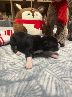 Les chiots de Berger Australien